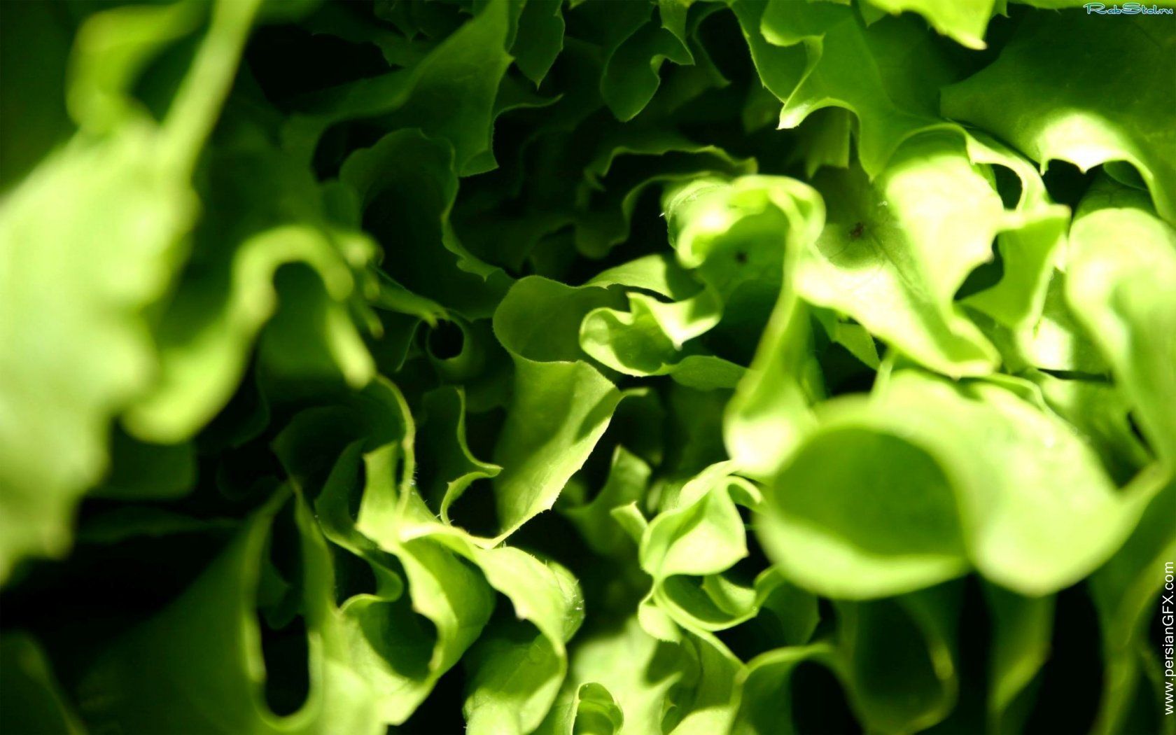 Precision Nitrogen Management for South African Potato Farmers